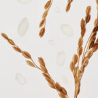 Beauty of Joseon Relief Sun: Rice + Probiotics (SPF50+ PA++++) Double Pack 50ml X 2ea