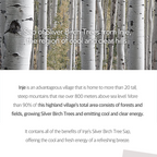 Round Lab Birch Juice Moisturizing Tone Up Sunscreen 50ml (SPF 50+ PA++++)